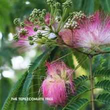 Load image into Gallery viewer, REPAIR +o2 Moisturizer